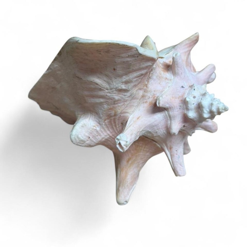 9" Pink Conch Shell Beautiful pink conch shell with a unique shape and texture - Picture 3 of 8